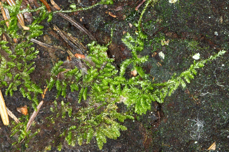 Eurhynchiastrum pulchellum